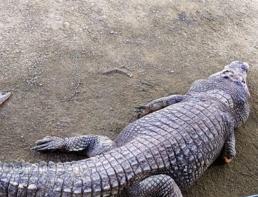 Teluk Sengat Crocodile Farm Kota Tinggi Desaru Johor 鳄鱼潭也叫鳄鱼世界